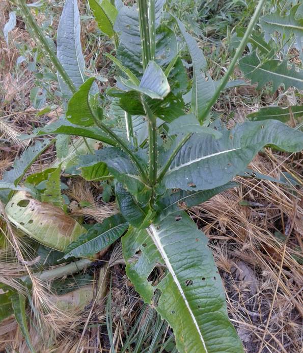 Dipsacus fullonum / Cardo dei lanaioli (Caprifoliaceae)