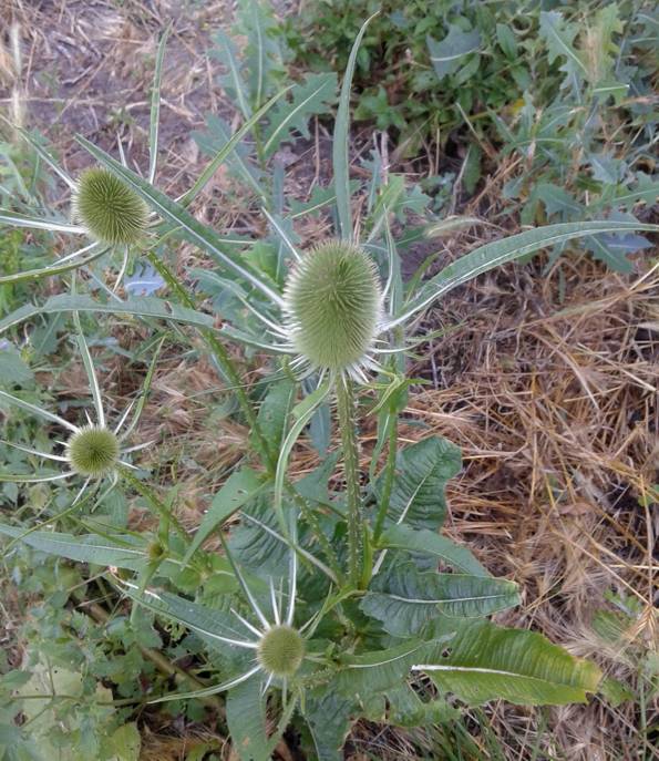 Dipsacus fullonum / Cardo dei lanaioli (Caprifoliaceae)