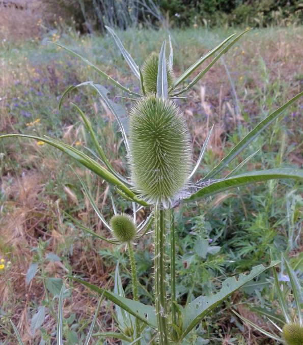 Dipsacus fullonum / Cardo dei lanaioli (Caprifoliaceae)