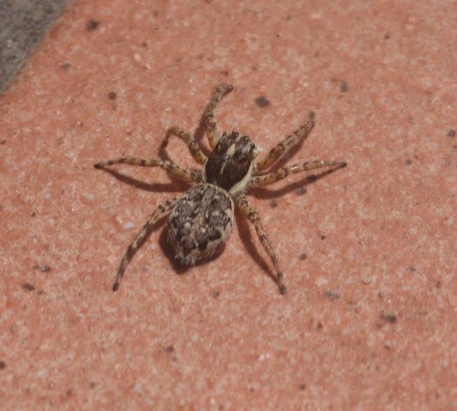 Menemerus semilimbatus, femmina - Vignanello (VT)