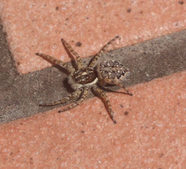 Menemerus semilimbatus, femmina - Vignanello (VT)