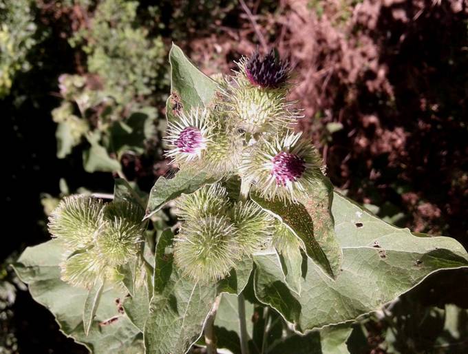 Conferma Arctium lappa