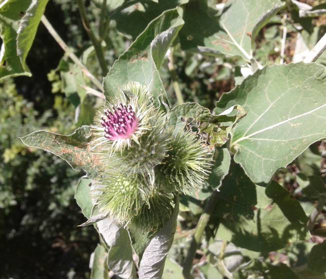 Conferma Arctium lappa