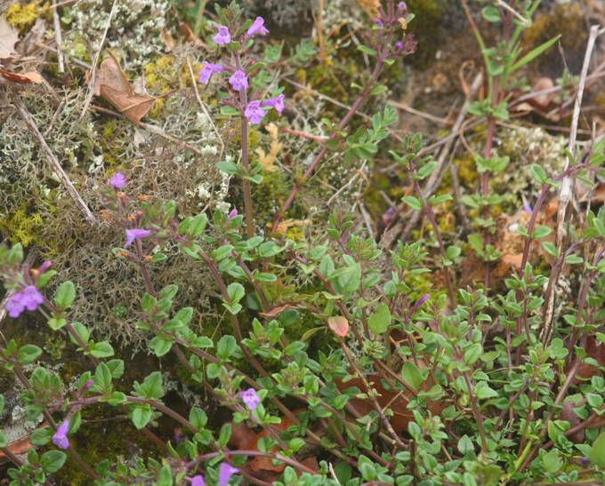 Clinopodium acinos