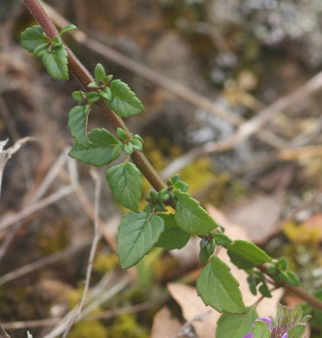 Clinopodium acinos