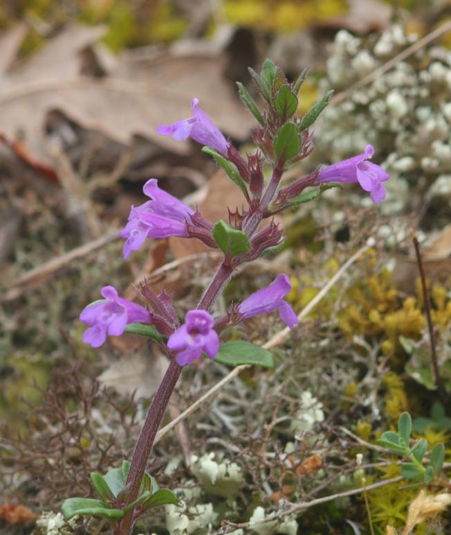Clinopodium acinos