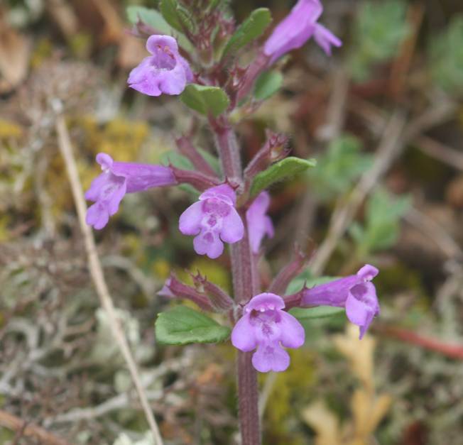 Clinopodium acinos