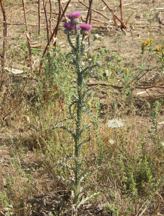 Carduus? no, Onopordum illyricum