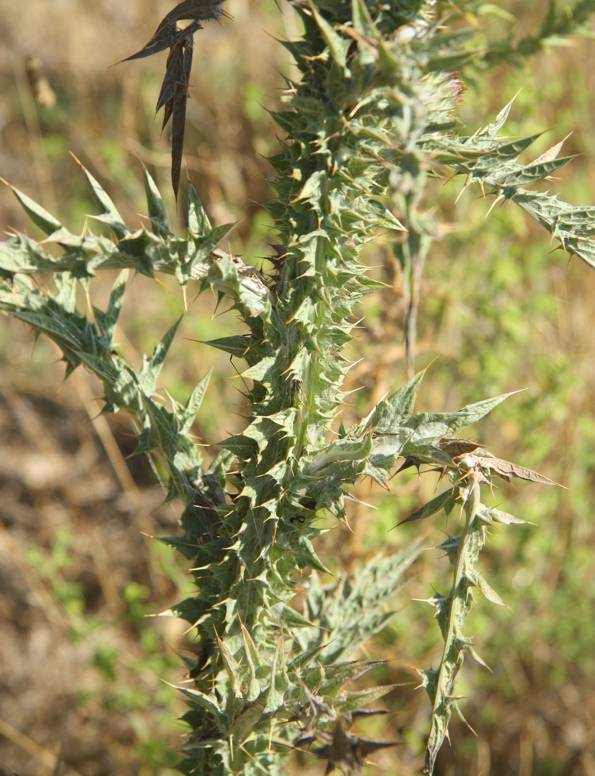 Carduus? no, Onopordum illyricum
