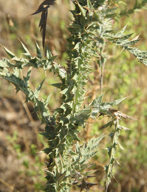 Carduus? no, Onopordum illyricum