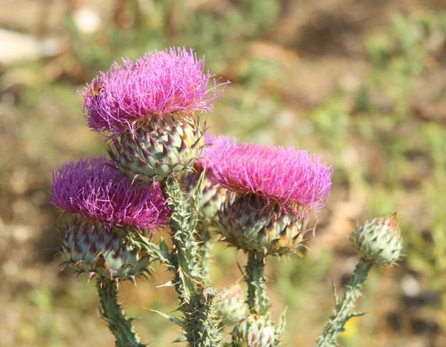 Carduus? no, Onopordum illyricum