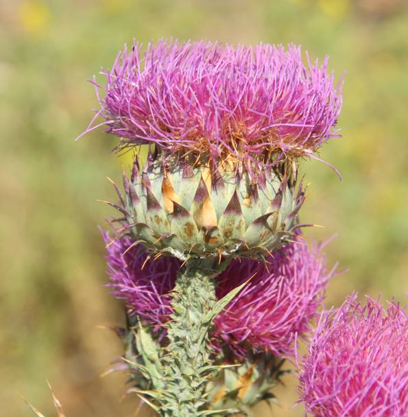 Carduus? no, Onopordum illyricum