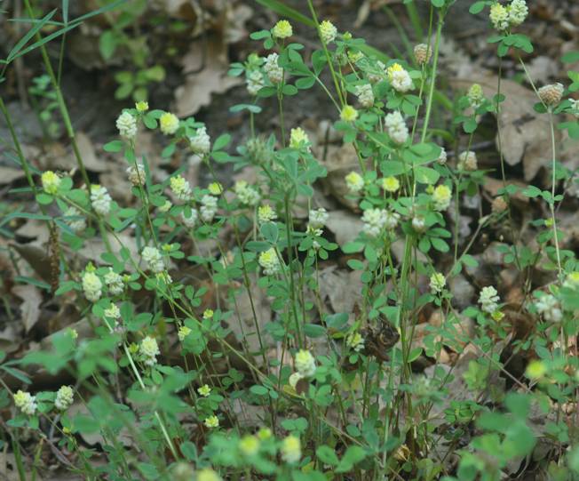 Trifolium campestre? S !