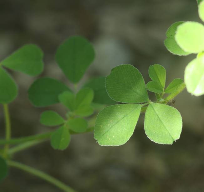 Trifolium campestre? S !