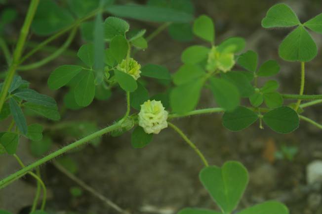 Trifolium campestre? S !