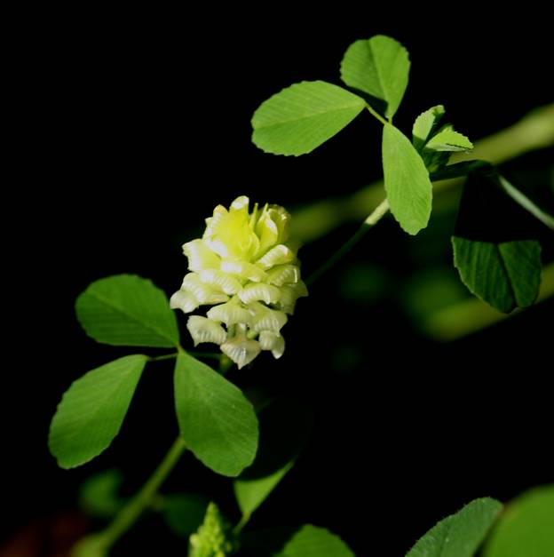 Trifolium campestre? S !