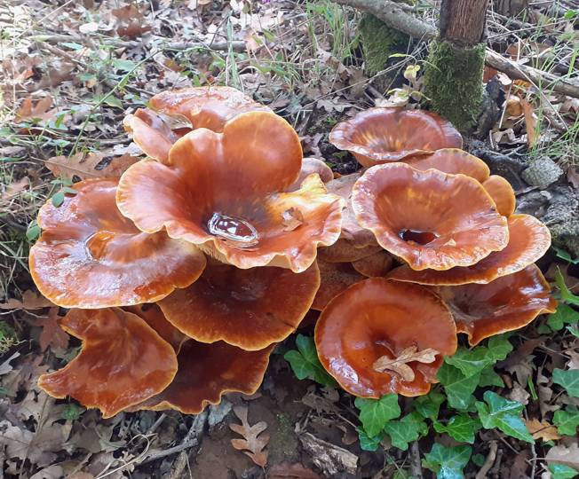 Omphalotus olearius?