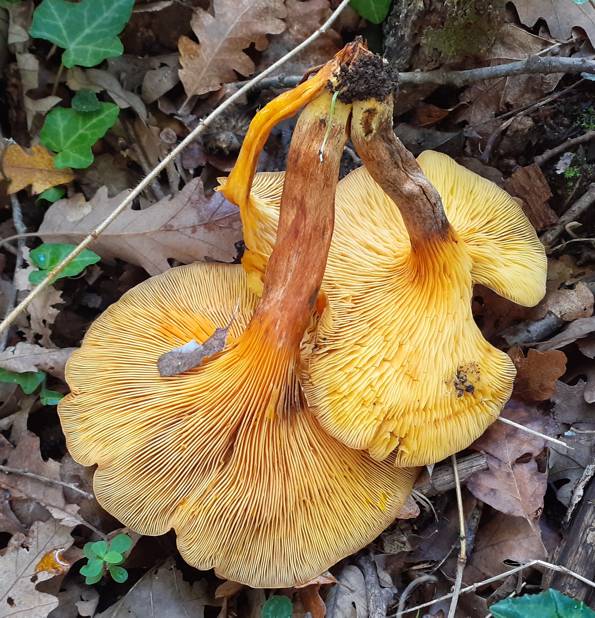 Omphalotus olearius?