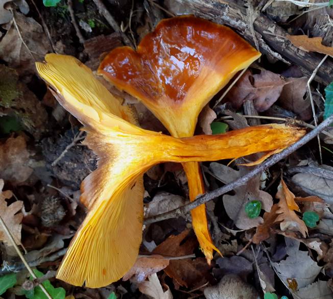 Omphalotus olearius?