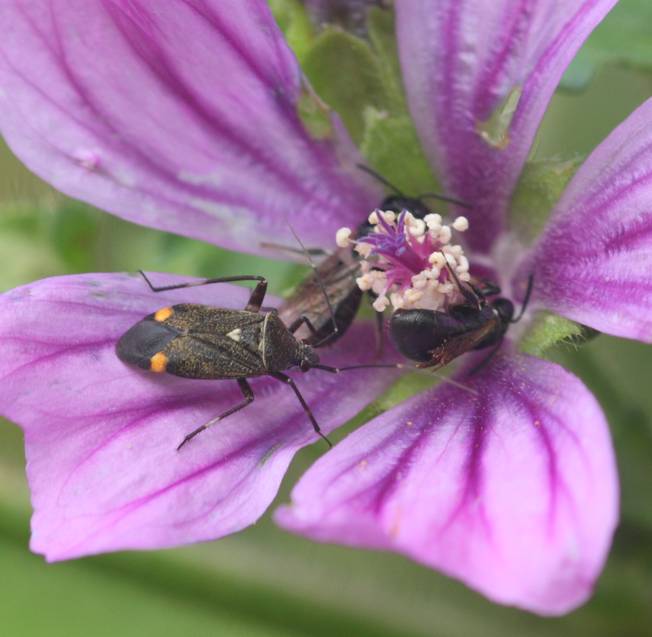 Miridae: Adelphocoris seticornis?  No, Closterotomus cinctipes