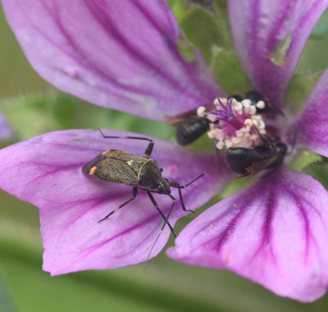 Miridae: Adelphocoris seticornis?  No, Closterotomus cinctipes