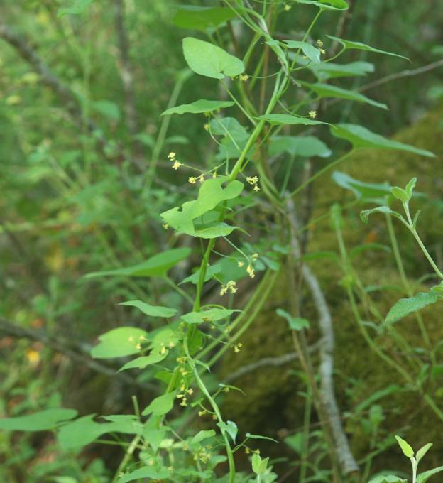 Dioscorea communis (=Tamus communis) / Tamaro