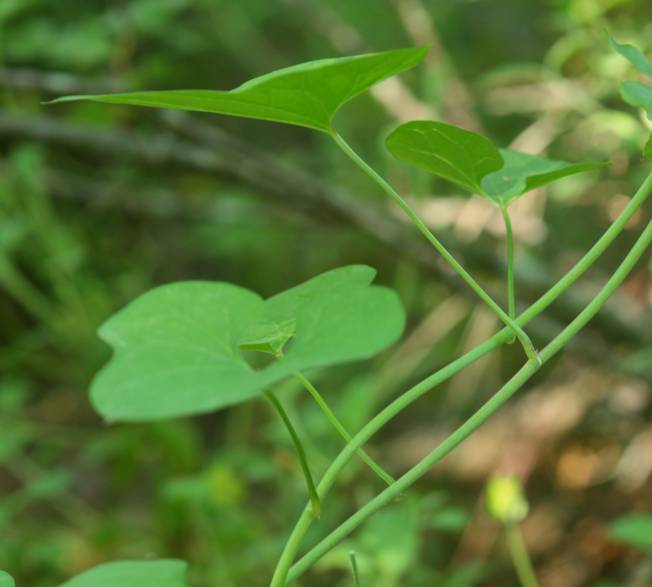 Dioscorea communis (=Tamus communis) / Tamaro