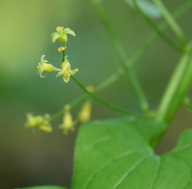 Dioscorea communis (=Tamus communis) / Tamaro