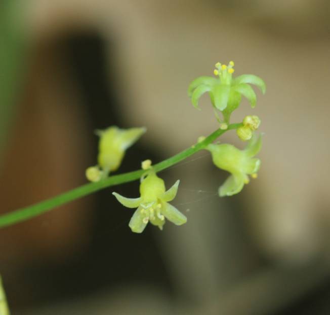 Dioscorea communis (=Tamus communis) / Tamaro