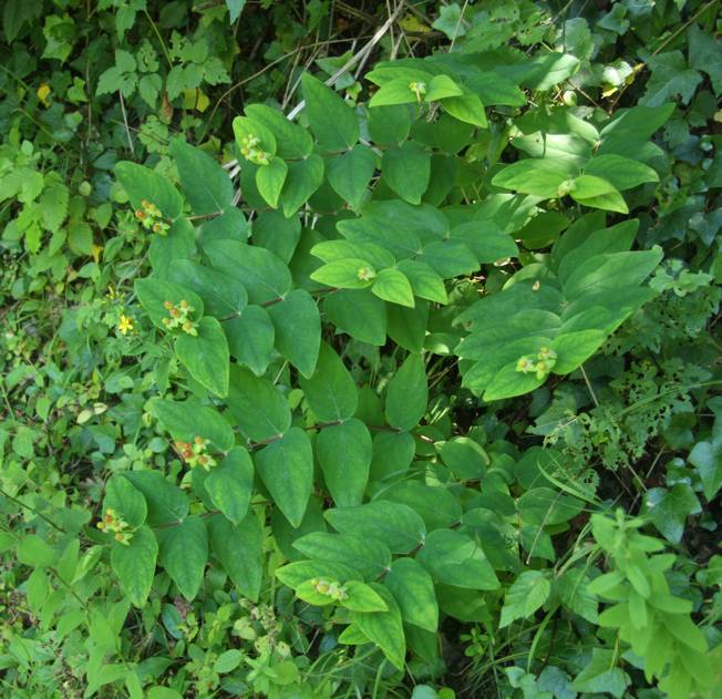 Hypericum androsaemum /Erba di S. Giovanni arbustiva