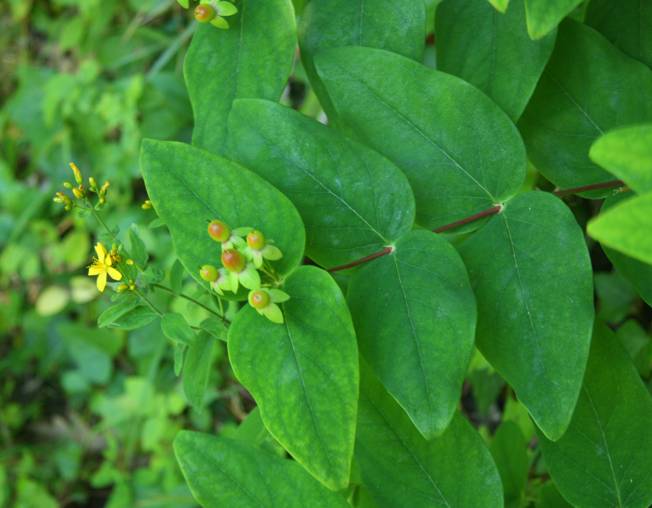 Hypericum androsaemum /Erba di S. Giovanni arbustiva