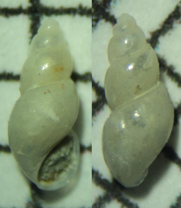 Piccolo Gasteropode da identificare 3