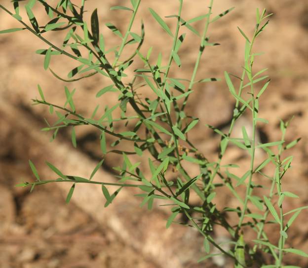 Euphorbia? no, Osyris alba (Santalaceae)