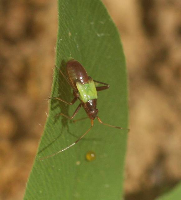 Miridae: ninfa da identificare