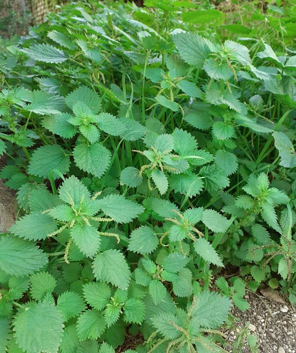 Urtica membranacea?