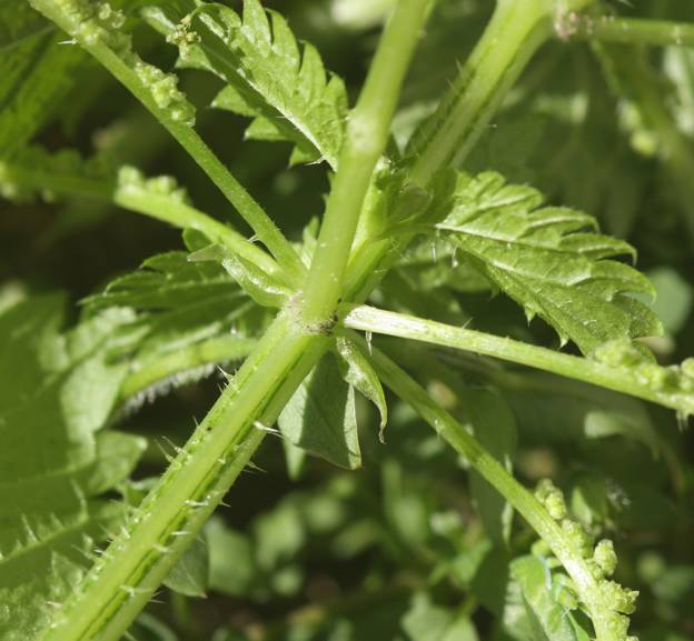 Urtica membranacea?