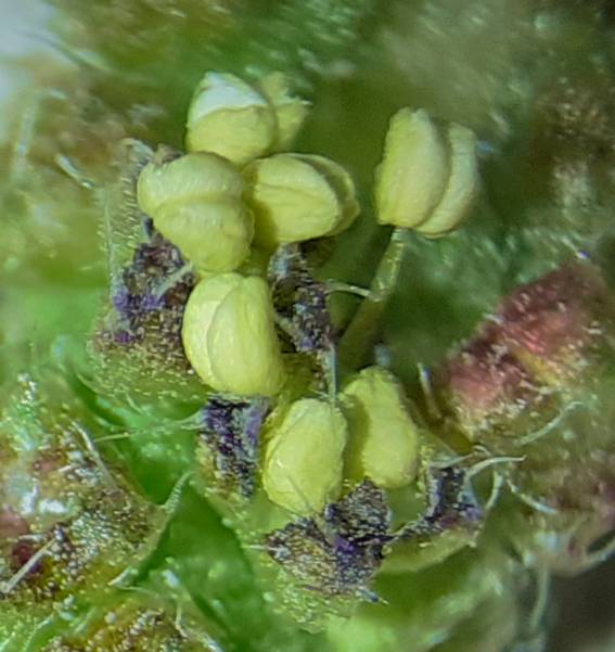 Urtica membranacea?