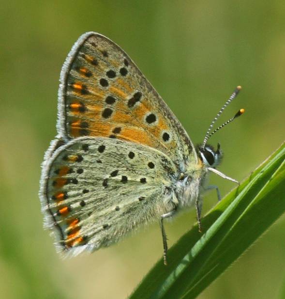 Lycaena tityrus?  S, femmina