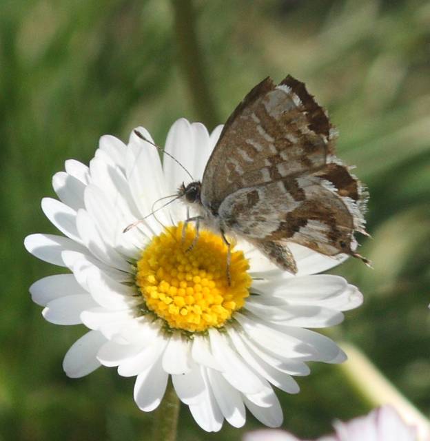 Cacyreus marshalli (Lycaenidae) ?   S !