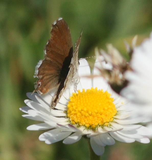 Cacyreus marshalli (Lycaenidae) ?   S !