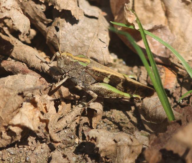Aiolopus strepens