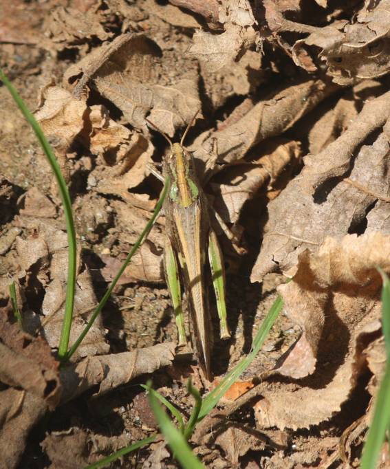 Aiolopus strepens
