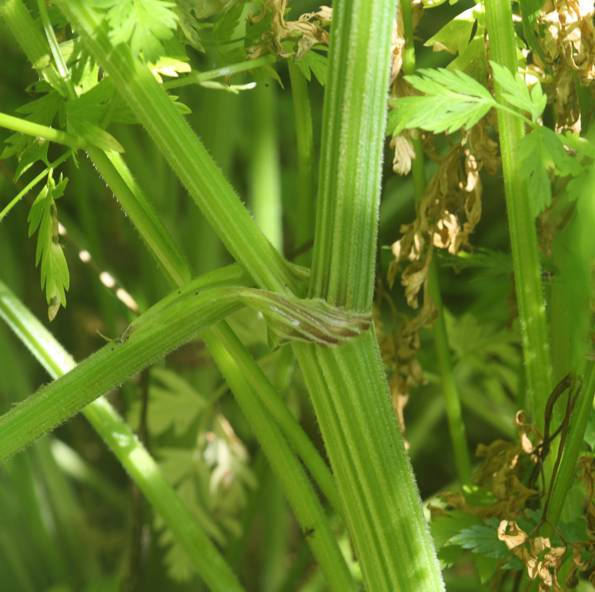 Anthriscus sylvestris