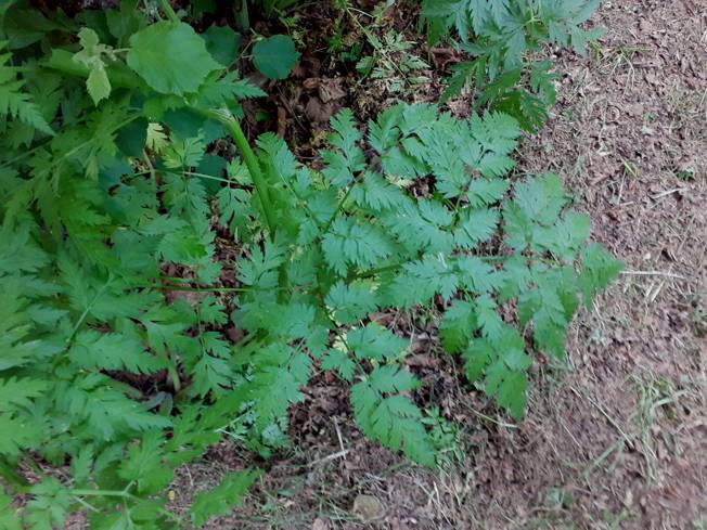 Anthriscus sylvestris