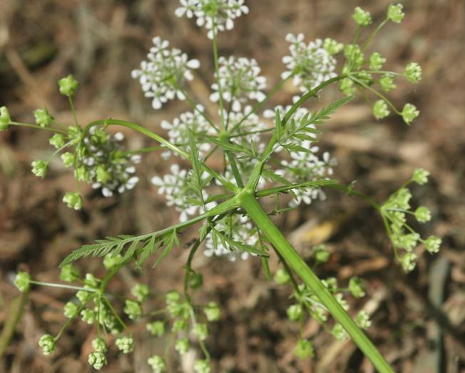 Anthriscus sylvestris