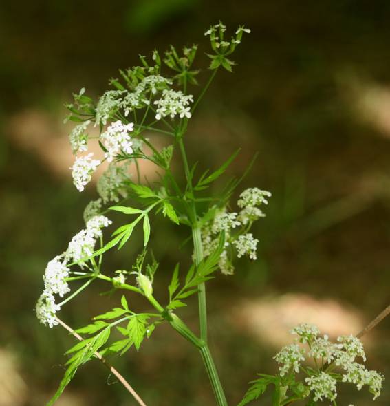 Anthriscus sylvestris