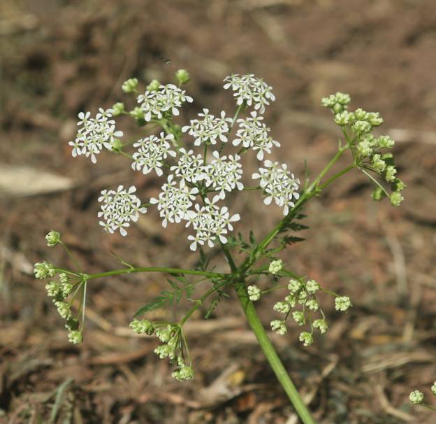 Anthriscus sylvestris