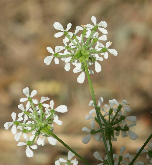 Anthriscus sylvestris