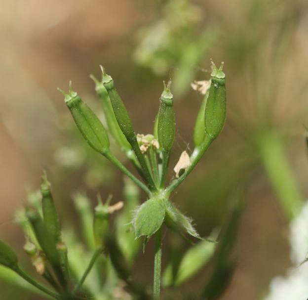 Anthriscus sylvestris