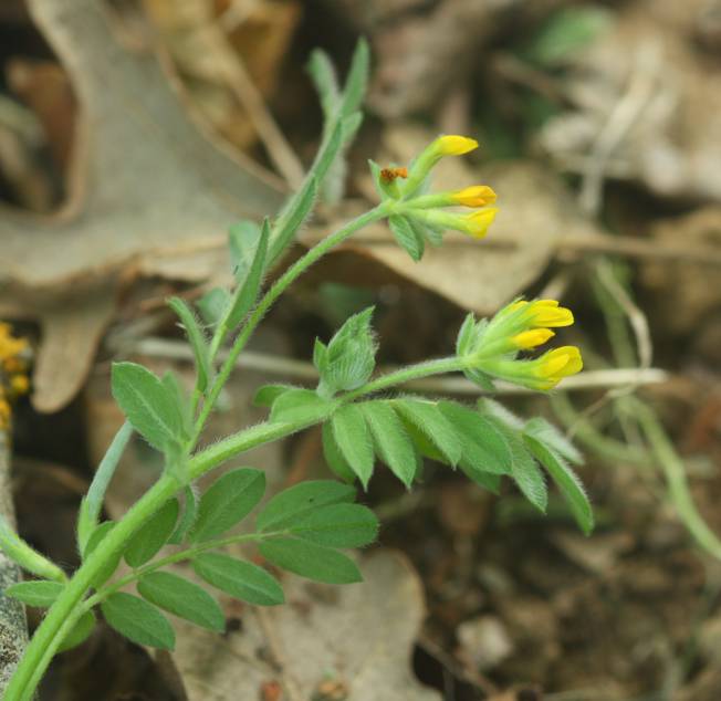 Ornithopus compressus / Uccellina comune